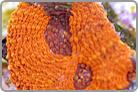 ReefKoi LE Orange Acan